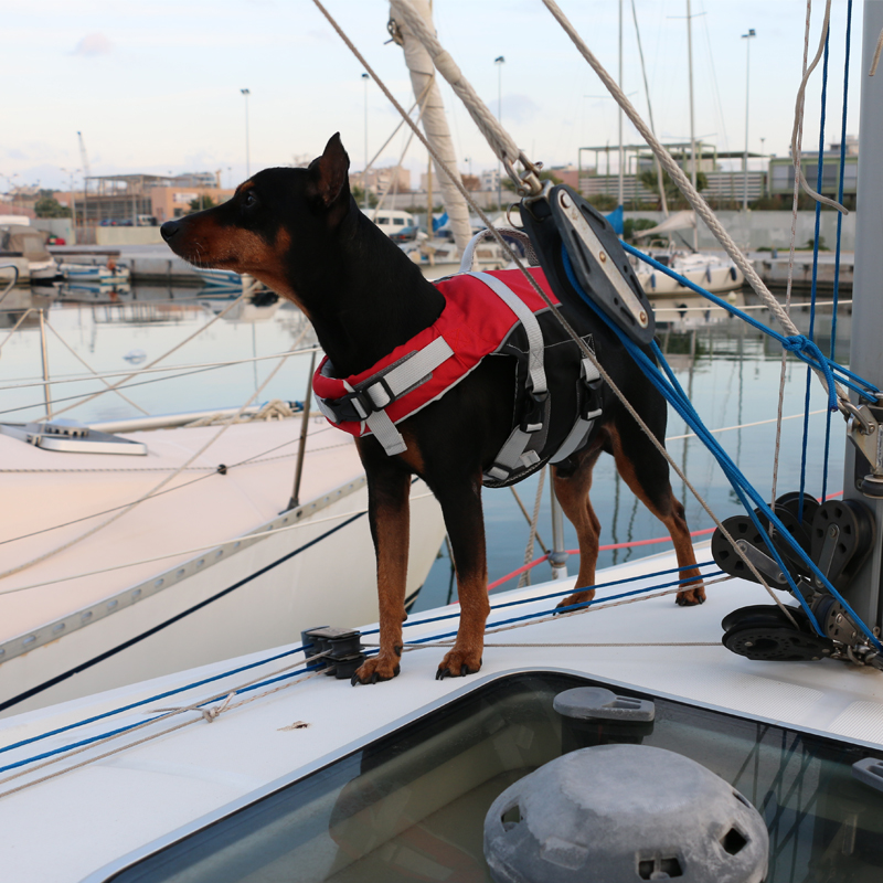 LALIZAS Harnais pour Animal de Compagnie Top Confort image